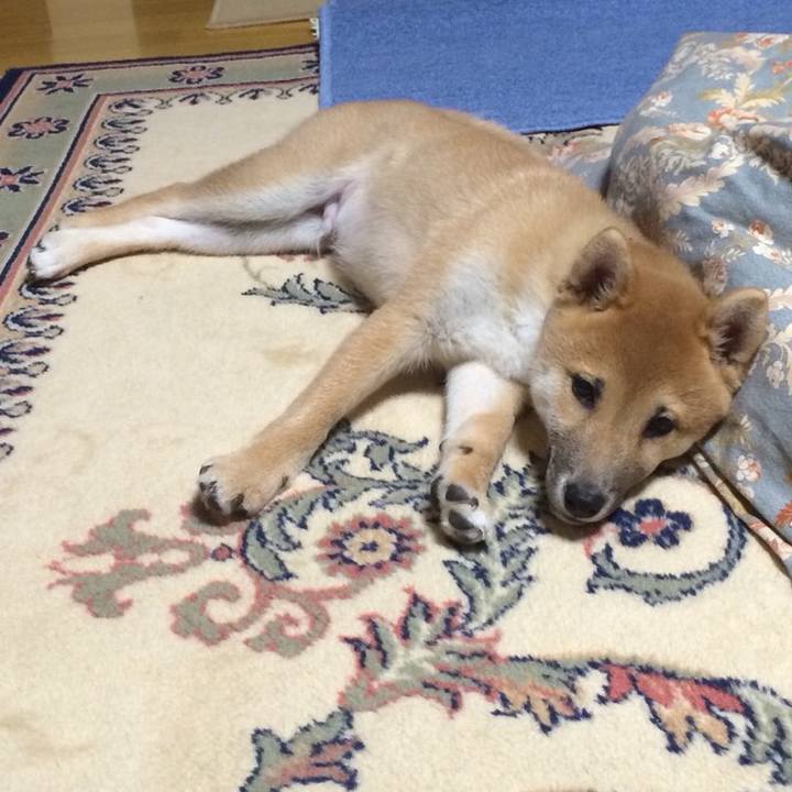 B9e30a9e 88c9 4830 9c4a ffe1482f2d2b 1525680793878