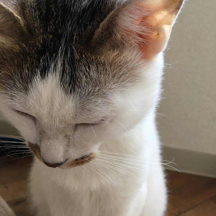 B9e3258b d603 458a a2e9 ac4b9a4c198d 1510812323982