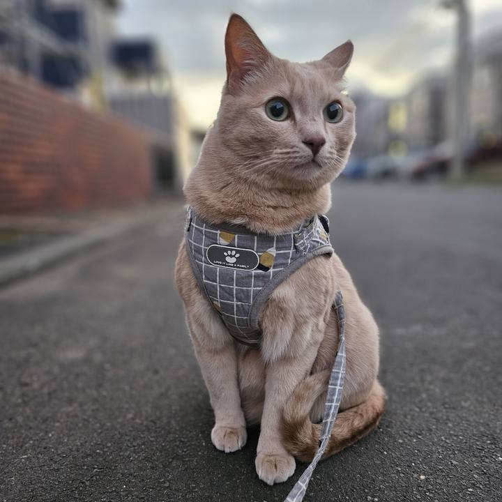 B9e610bd 84ad 44d8 99b0 18435b44c2f8 1728730001805