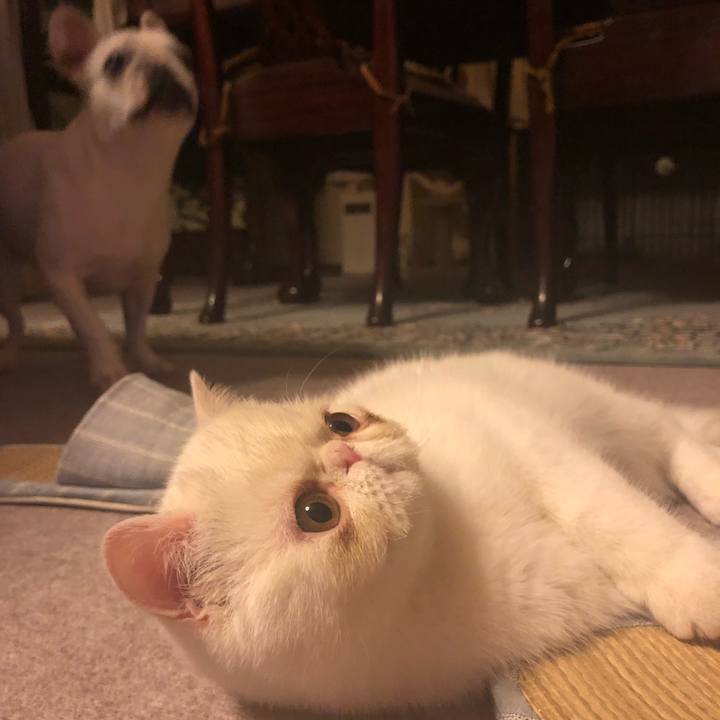 B9e9df74 3672 47da 871a b3649ea5d8b2 1555936690739