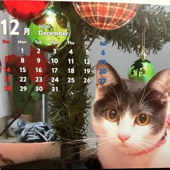 B9f89c92 f0c5 4887 bee5 f7e7ed6791dc 1764646738500