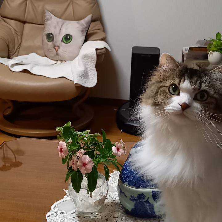 B9f8c8b3 cd20 4807 9b62 d05caf454737 1639734334140