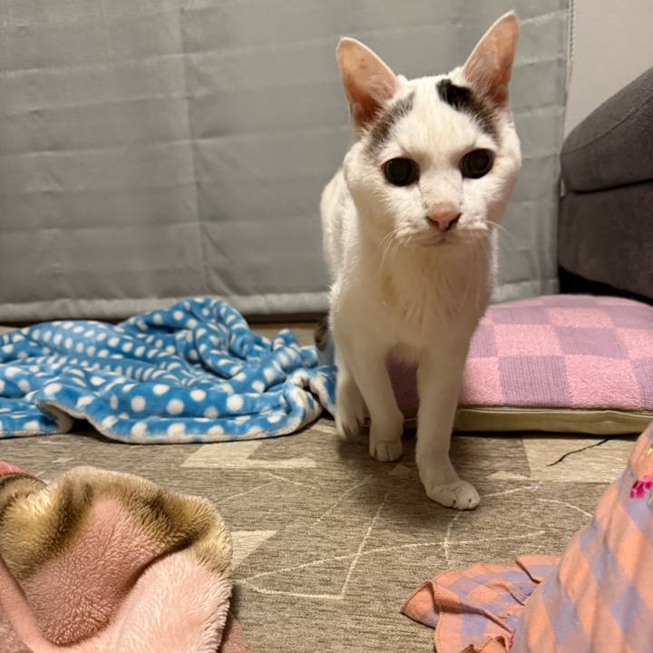 B9f91c8d 1f60 4cd6 9d07 2e6c66d7a0f2 1763629542914