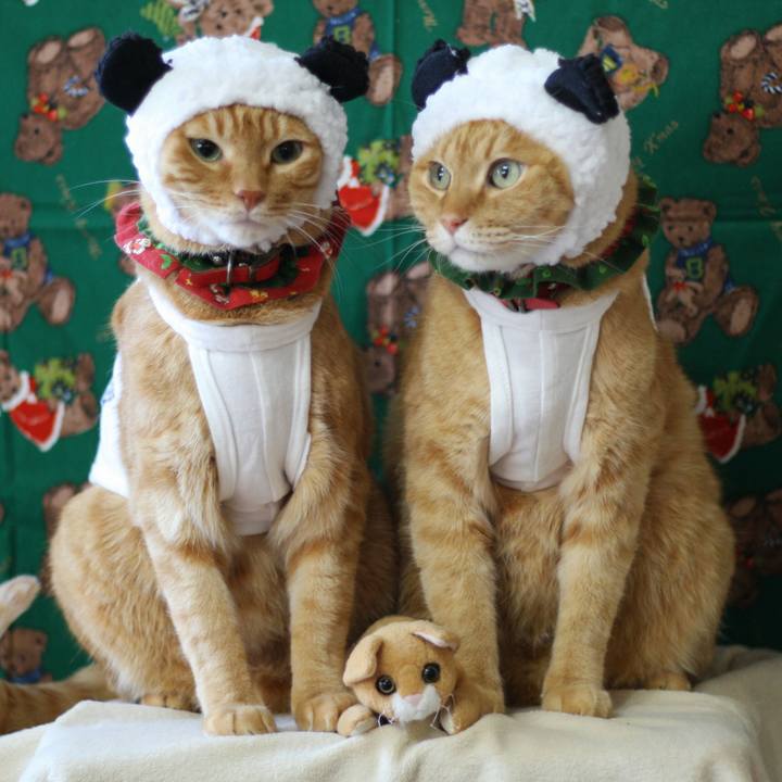 B9fe4aae 42f8 4bfd bfa2 4552439d9c54 1513609291708