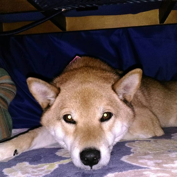 Ba014b8d 5fdf 40c7 84cb 404e23794e4a 1515373868954