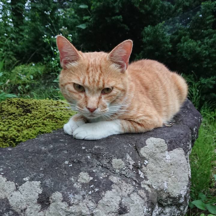 Ba02a8c4 b90e 4dfd be42 4218ee0860be 1595324383134