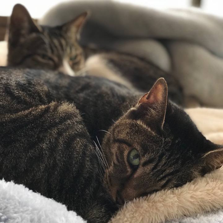 Ba06e4e4 01fb 4877 8a48 9794bd4221f3 1511141576671