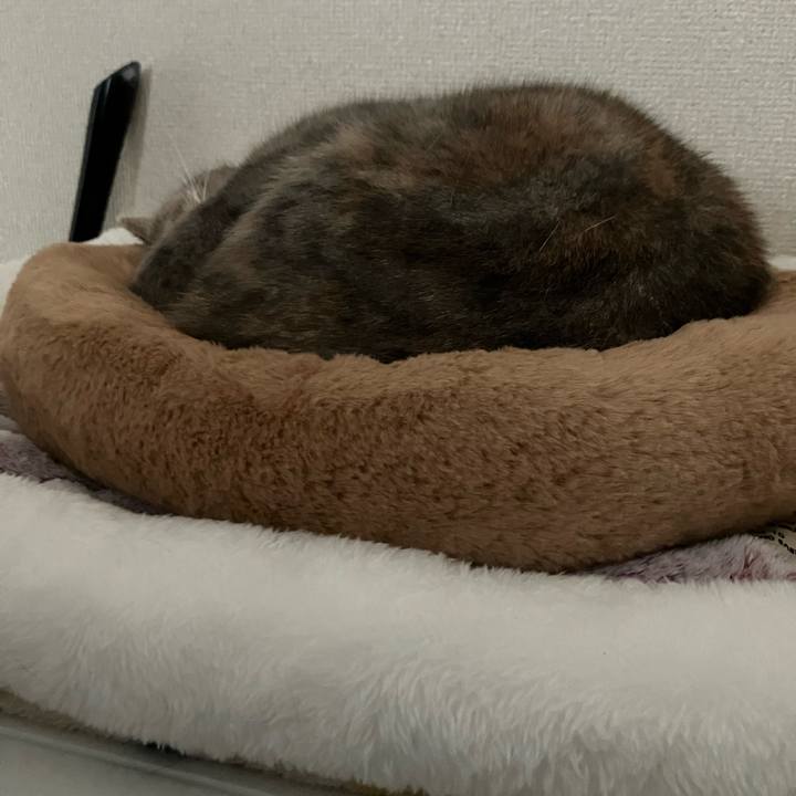 Ba0adb23 b38e 4d32 a896 d249a627ead9 1764734772824