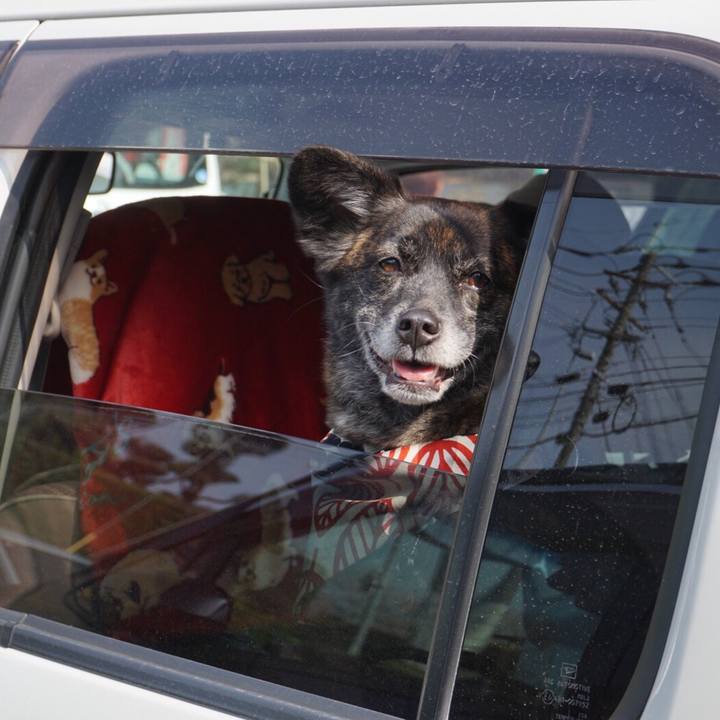 Ba0d8a7c 90d0 4f18 ba15 5ebffef1c8c0 1553992120366