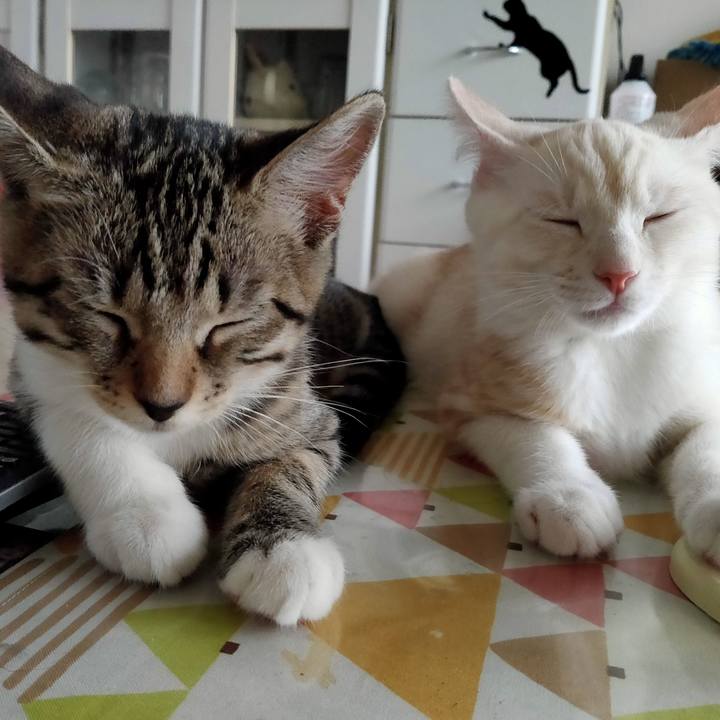 Ba0e9502 ba5a 4a3e b20c a9f4785e9c40 1627338502751