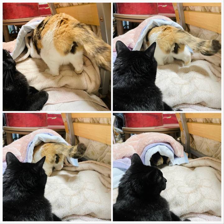 Ba0f5ee7 a02f 4345 94aa aaf616208673 1650852654468