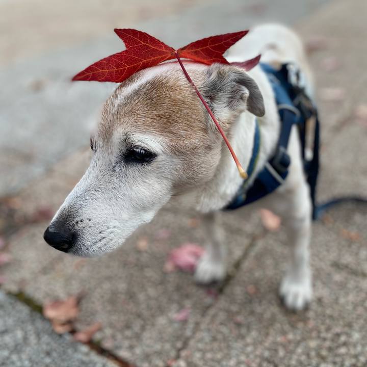 Ba0f63e0 a3e2 4c23 ad19 d0200aae9a64 1668983906714