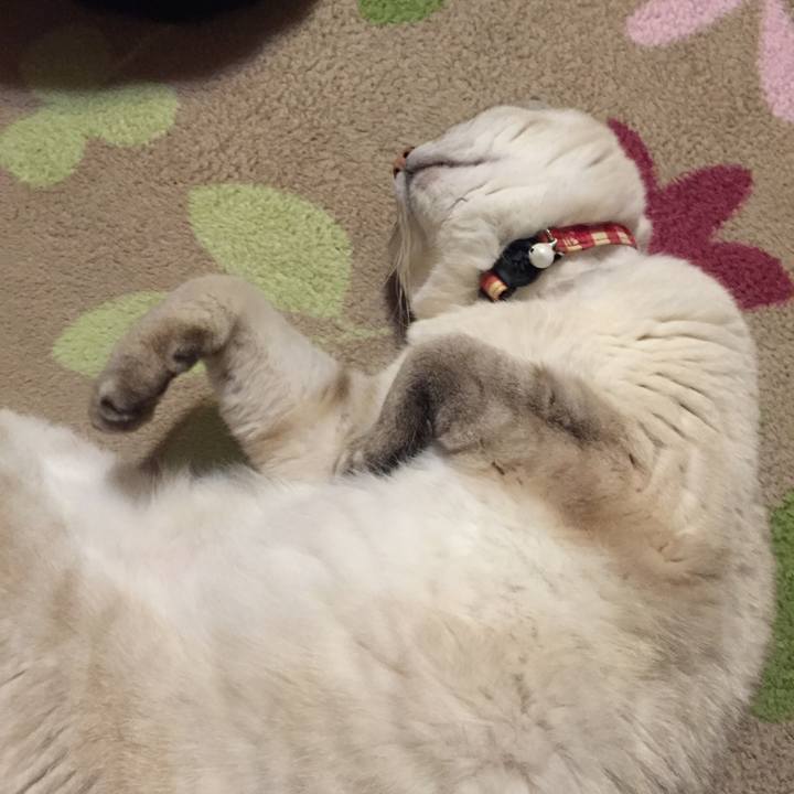 Ba10cedc e9ee 444c b27b e3c807340201 1547811734074