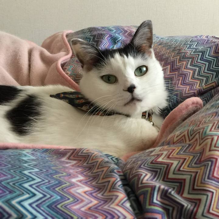 Ba1478ec 2f1a 443c ae54 a10d173120d0 1509925275540