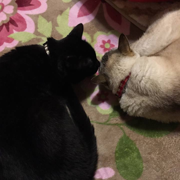 Ba148940 4aca 44ed bcdb 8916434fbb51 1514984297172