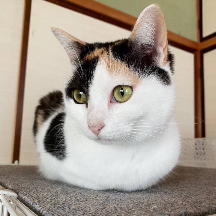 Ba150fc0 67a4 45ea 9bc6 23ff5671f3ea 1549160192987