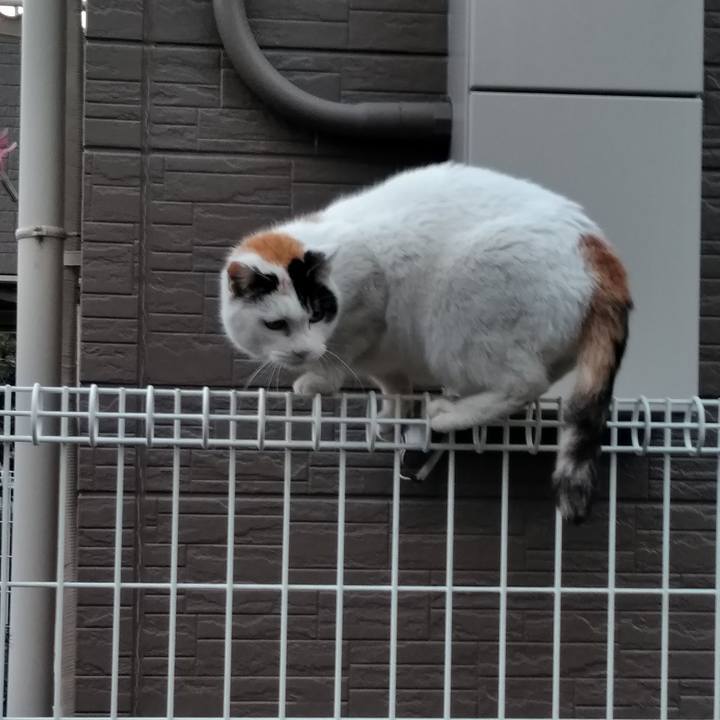 Ba1558c5 2154 4e99 af85 4c54216ceddd 1553063411374