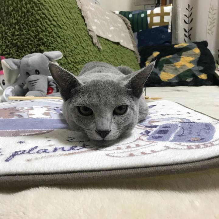 Ba1770d1 6431 4044 9dfe 9b435d85aef4 1511959118215