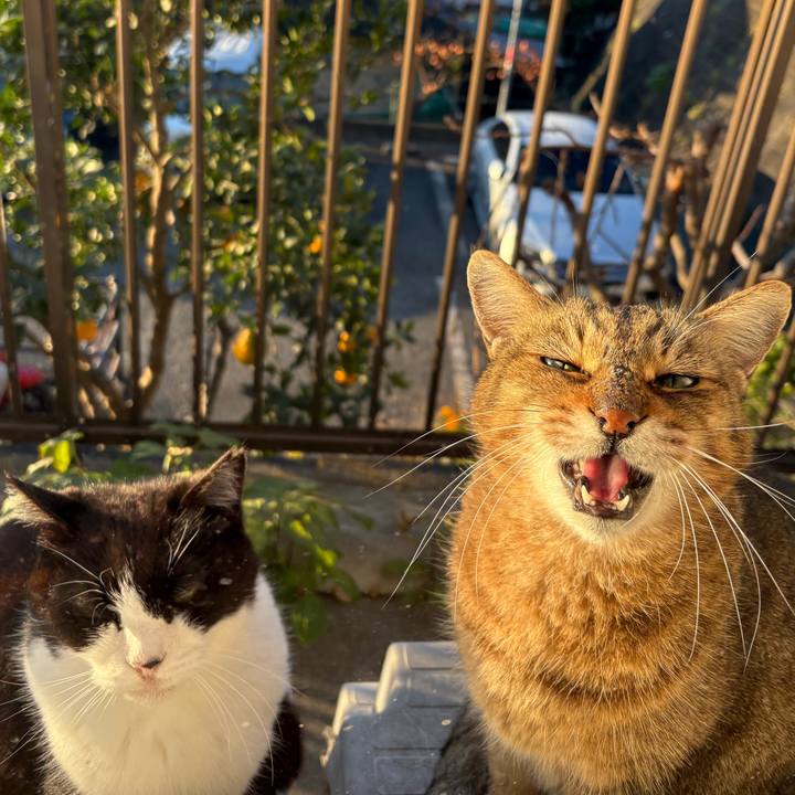 Ba193bab 4969 43b0 80ba 554430d042a5 1765320900255