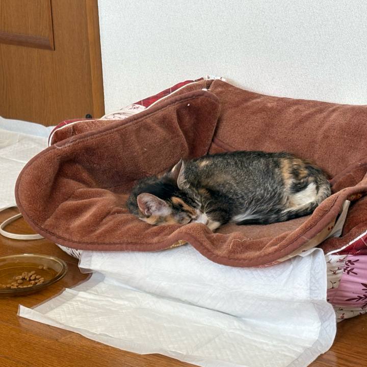 Ba1b4c21 0633 4042 a728 7031f15d26db 1762921650208