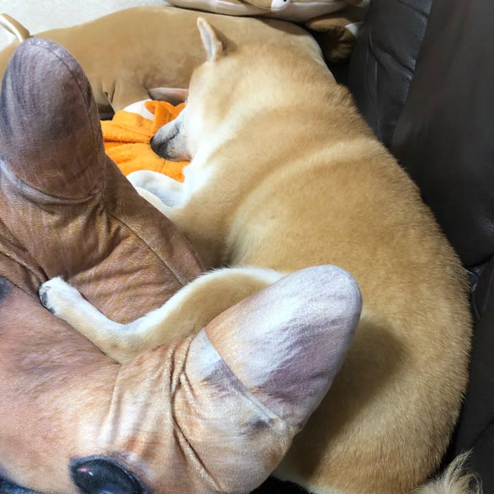 Ba1bb9ec 29d0 42b7 baa4 9d6f2a85d2a3 1550063704563