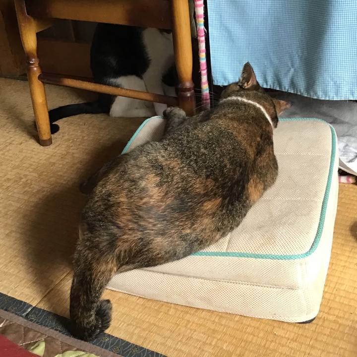 Ba218209 02c4 4ab9 bfac 6da9ec9fe9d4 1663817606293