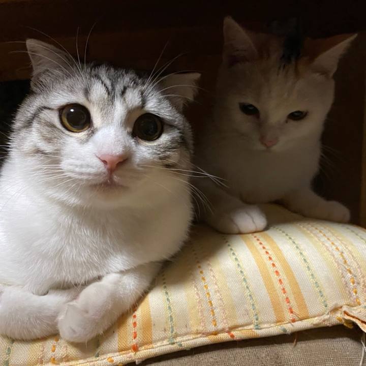 Ba232cfd 60f4 44e4 817f 6b4a54e1855e 1617833837245