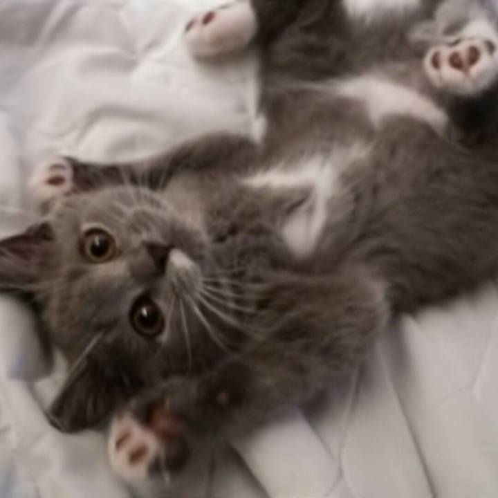 Ba2383b5 9b5d 4c0c 862f ced97f845cc2 1531265635569