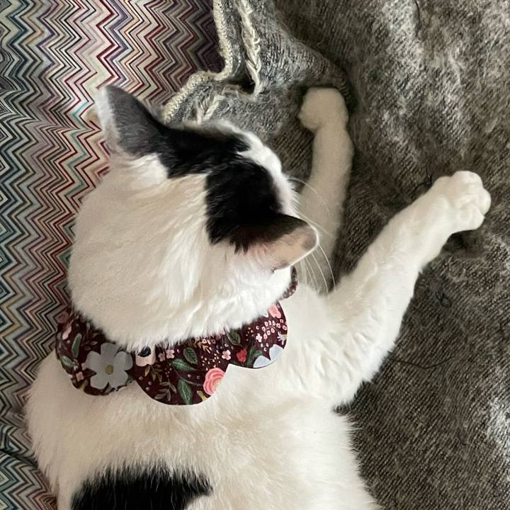 Ba28f2d0 a77c 4572 b961 84a4601f5a2f 1678231807697