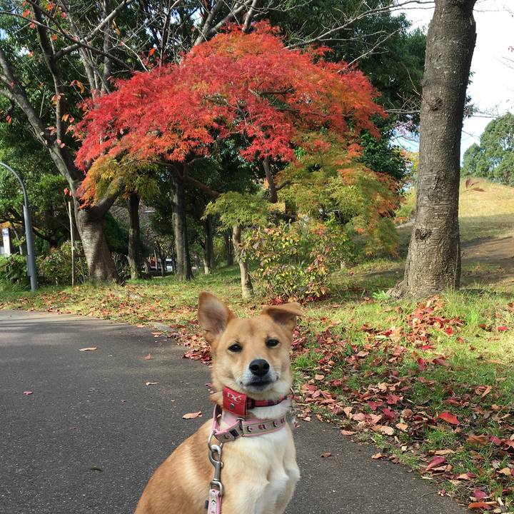 Ba32ffa3 a911 4166 9b9d f34900bb6e81 1510541786912