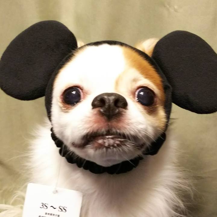 Ba33232e d24f 4ce0 bce4 29725b4c3e6b 1513335070904