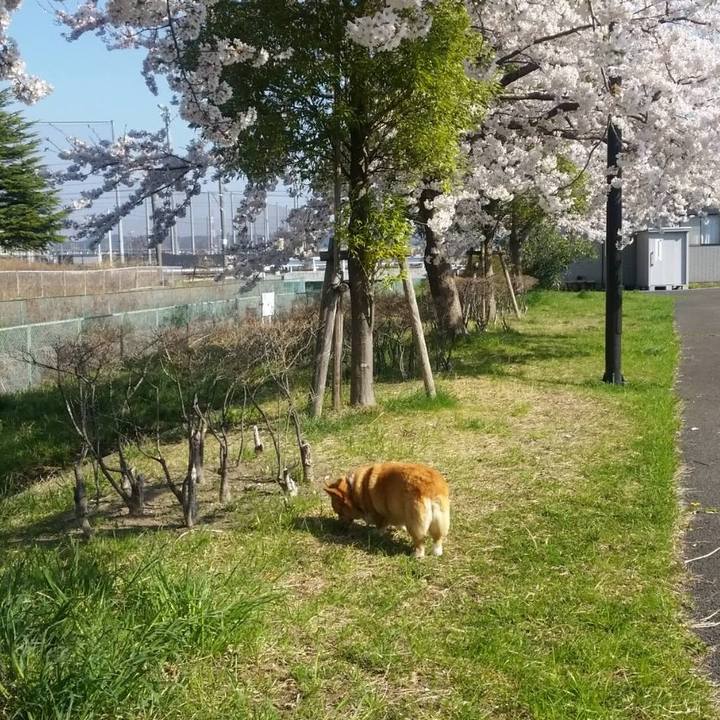 Ba3d7183 c1e4 42a4 ac2a aa7a798db1aa 1522582829139