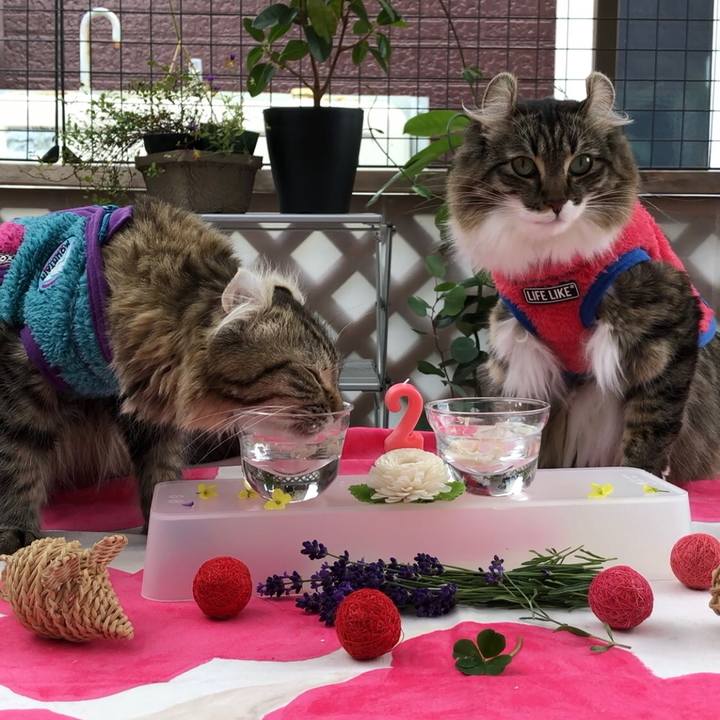 Ba3e2d37 ea3c 4c46 b287 4802b7df6a98 1542027498630