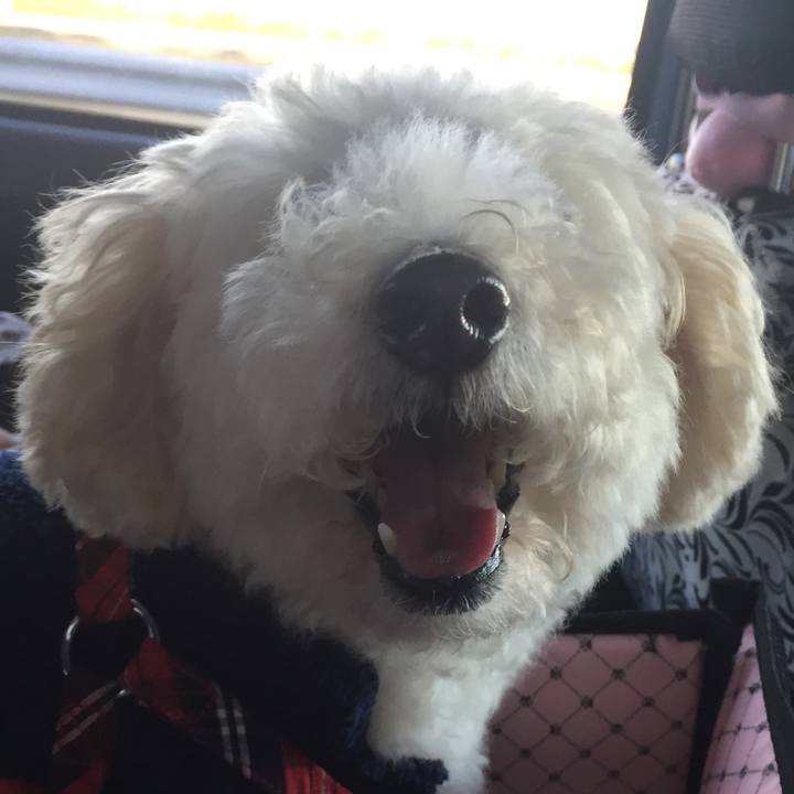 Ba40105a 9a61 43f4 8f8f 742765e58214 1512812597824