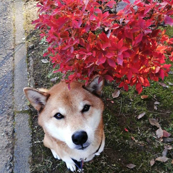 Ba40d60c fc51 4efb abf6 8eb8e8346c55 1605582322411