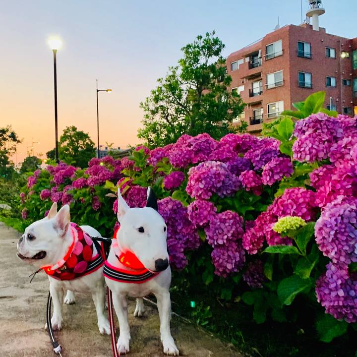 Ba425485 c989 49f6 ba3d fcbe844ab484 1562674587398