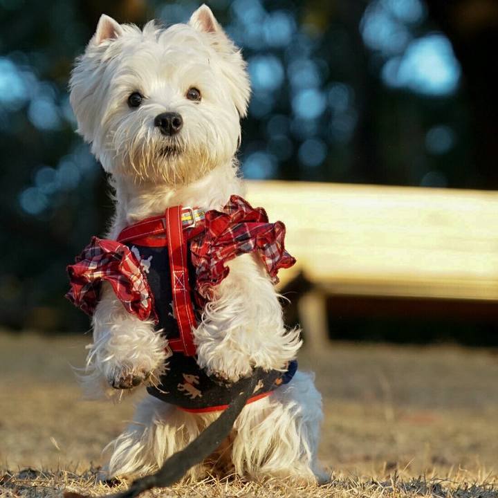 Ba42af80 380f 4753 ae05 0988cf341cdd 1514545493952