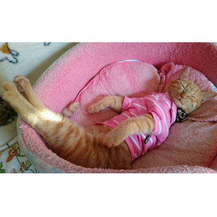 Ba451d4f 65ce 424f a4a8 8c49ecde8993 1543677163268