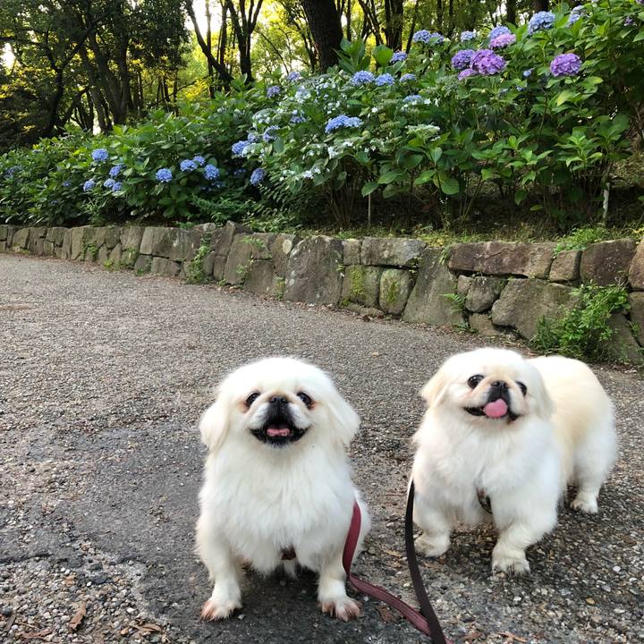 Ba4648e8 6426 40b0 9d4a a5976877566a 1592690195415