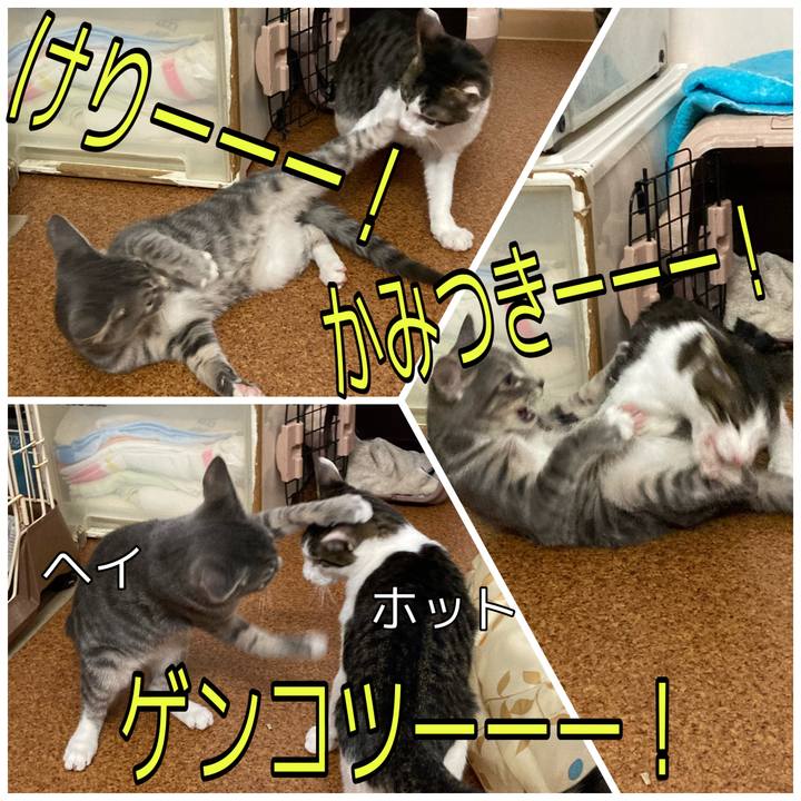 Ba477df4 c99b 4411 b9c1 93330d947e2b 1701763618253