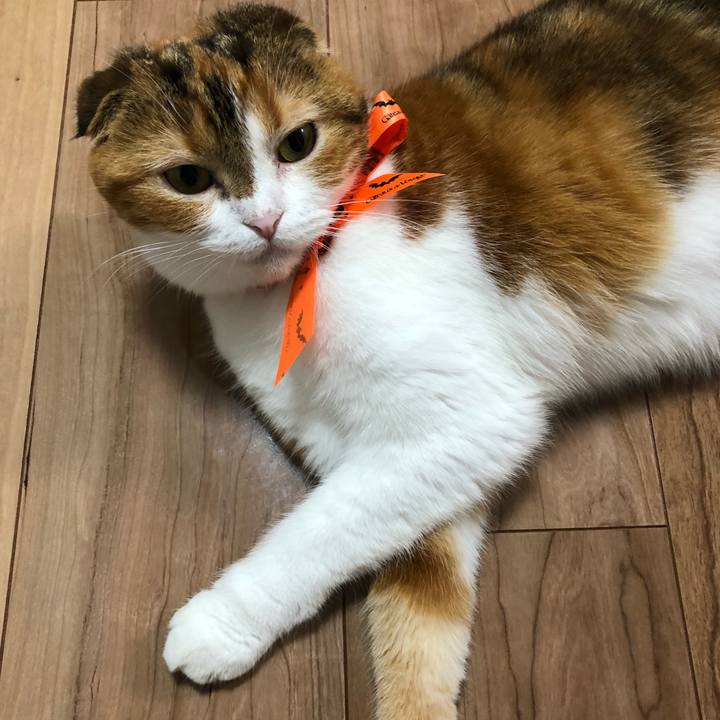 Ba47f022 0944 4ee4 a38e a88fe1c3fc1c 1540809434368