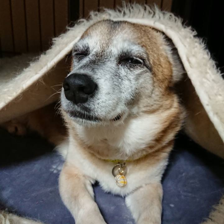 Ba4a5ef6 9bc8 4a31 a879 9d2160a13464 1593339763272