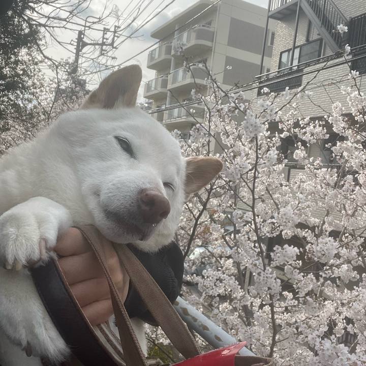 Ba4b8113 be7d 42d7 896c 6e9a6fcf30ad 1648210401615