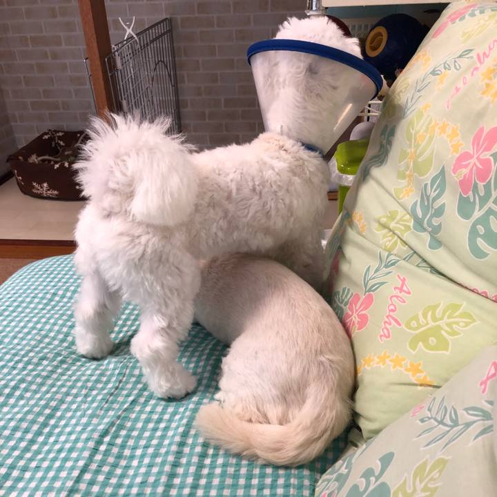 Ba4ea45f 0601 4908 a16a 9494a7379d8a 1527751602401