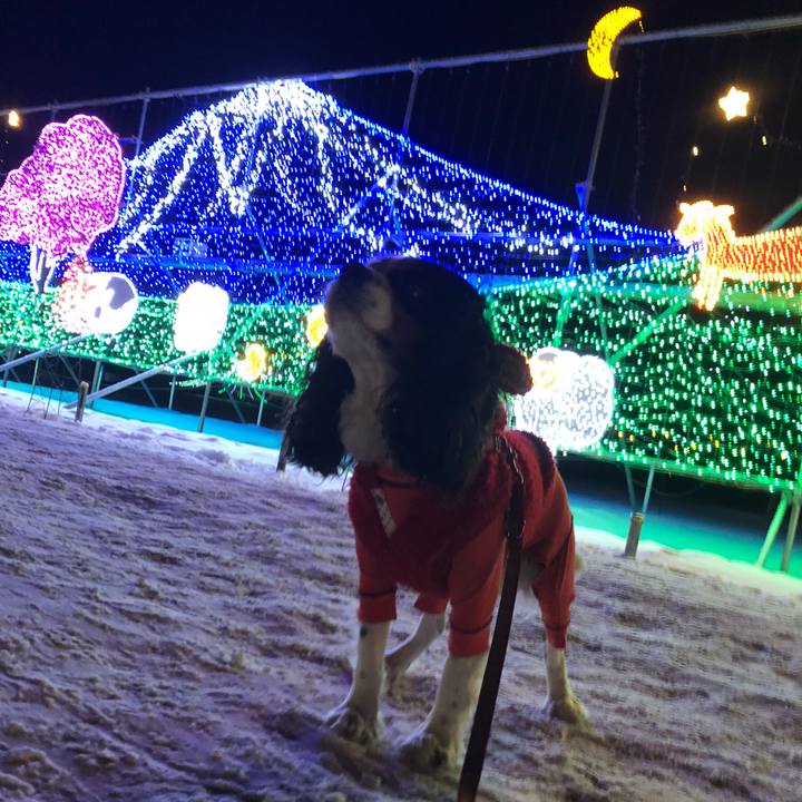 Ba4f2545 5aeb 4bd8 beb2 4f3b338518a2 1546126033184