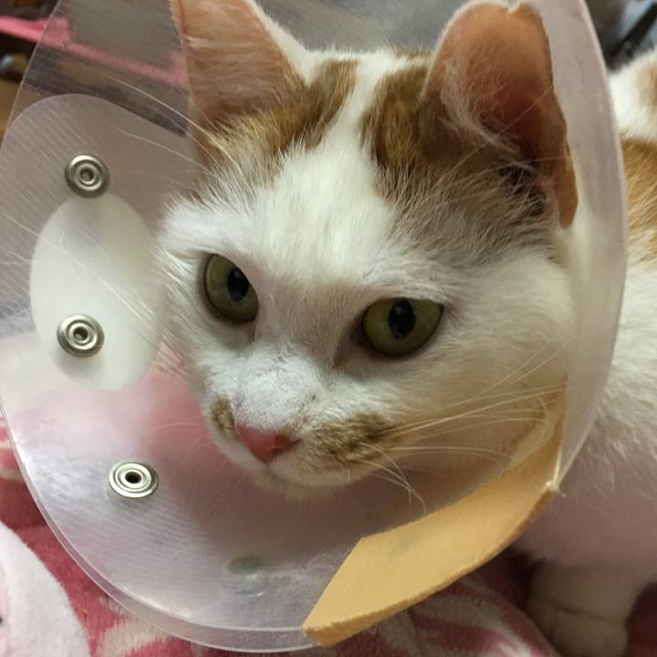 Ba565cc3 301e 4144 b622 9ee952b4c40b 1549687809085