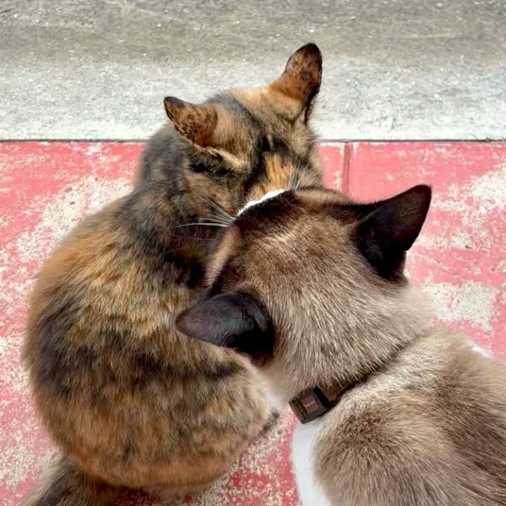 Ba585e98 7620 4731 9ea9 ea43fc4abcac 1748924966300