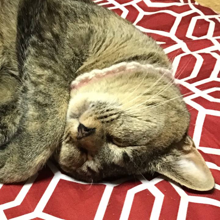 Ba59aad7 17d4 4af2 80d5 e1da65f20398 1625829205245