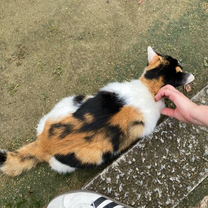 Ba5e65a4 2515 49f8 a470 e6a5e4c9d74e 1759678264651