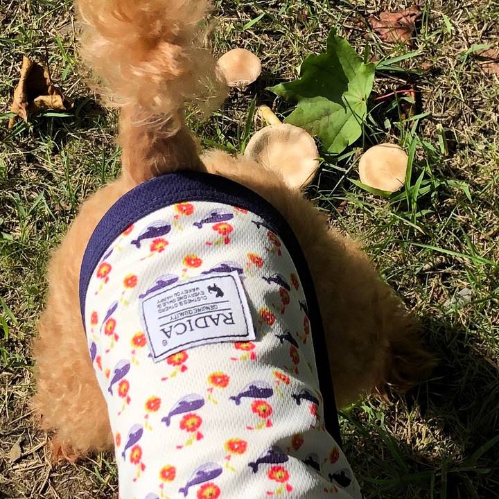 Ba5ecf0c 8443 469d 9a52 b7ad6a1f8820 1566699411619